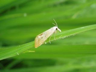 抗藥性問題日益突出，打造“抗藥性”農(nóng)藥產(chǎn)品商業(yè)回報高