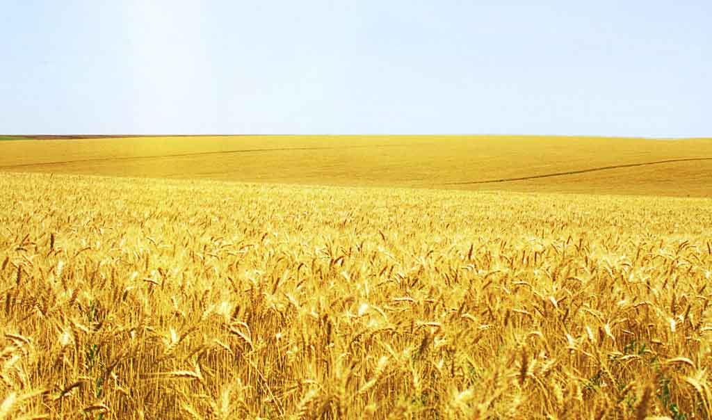 小麥冬前管理關(guān)鍵期，做好這些來年才能豐收豐產(chǎn)！