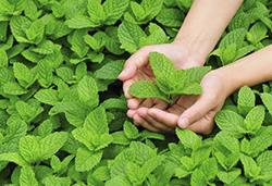 農(nóng)作物8月常見病蟲害，怎樣防治見效快？