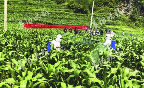 發生提前，5種藥劑退出國家推薦名單，今年草地貪夜蛾防控形勢依然嚴峻！